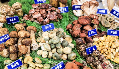 2024大理味道美食季暨云品進(jìn)京推介活動(dòng)盛大啟動(dòng) 品味蒼洱風(fēng)情，助力滇品出滇
