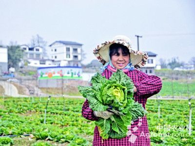 抗病強(qiáng)的月季品種與食用農(nóng)產(chǎn)品零售的創(chuàng)新結(jié)合